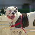 Small dog; strangely large mouth, Scenes and People of Balboa Park, San Diego, California - 25th September 2005