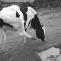 Just up from Edale, the cow has a sratch, The Pennine Way: Lost on Kinder Scout, Derbyshire - 9th October 2005