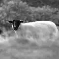 A sheep stares at Nosher, The Pennine Way: Lost on Kinder Scout, Derbyshire - 9th October 2005