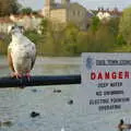 Danger: pigeon, Burnt-out Recycling Bins and Fireworks from a Distance, Diss, Norfolk - 4th November 2005