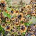 Black and tan seed heads, Thornham Walled Garden, and Bob Last Leaves the Lab, Cambridge - 20th November 2005