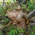 There's an abandoned wig in a hedge in Cambridge, Pre-Christmas Roundup: Wigs, Beers and Kebabs, Diss, Norfolk - 24th December 2005