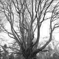 A huge beech tree, pollarded 600 years ago, Walk Like a Shadow: A Day With Ray Mears, Ashdown Forest, East Sussex - 29th December 2005