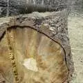 Another long tree stump, California Snow: San Bernadino State Forest, California, US - 26th March 2006