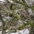 Lichen on a twig, California Snow: San Bernadino State Forest, California, US - 26th March 2006