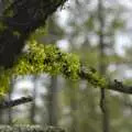 More tree moss, California Snow: San Bernadino State Forest, California, US - 26th March 2006