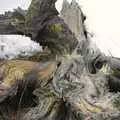 A gnarled stump, California Snow: San Bernadino State Forest, California, US - 26th March 2006