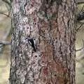 A headbanging woodpecker, California Snow: San Bernadino State Forest, California, US - 26th March 2006