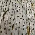 This dead tree has been seriously worked by a woodpecker, California Snow: San Bernadino State Forest, California, US - 26th March 2006