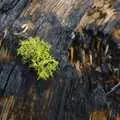 Bright green sphagnum moss on a burnt tree-trunk, California Snow: San Bernadino State Forest, California, US - 26th March 2006