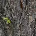 A flash of green, California Snow: San Bernadino State Forest, California, US - 26th March 2006