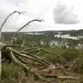 At the top of Lightning Ridge Trail, and a dead fallen tree, California Snow: San Bernadino State Forest, California, US - 26th March 2006