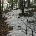 Sunlight through the trees, California Snow: San Bernadino State Forest, California, US - 26th March 2006