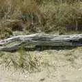 A dead branch, Phil and the Fair Harbor Fire Engine, Fire Island, New York State, US - 30th April 2006