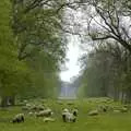 A leafy avenue leading to a stately home, The BSCC does The Pheasant Hotel, Kelling, Norfolk - 6th May 2006