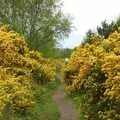 Bright yellow gorse on Kelling Heath, The BSCC does The Pheasant Hotel, Kelling, Norfolk - 6th May 2006