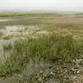 Marshy grass at Salthouse Beach, The BSCC does The Pheasant Hotel, Kelling, Norfolk - 6th May 2006