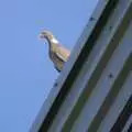 A pigeon on the roof, Qualcomm's New Office Party, Science Park, Milton Road, Cambridge - 3rd July 2006