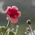 A frozen rose, Qualcomm Cambridge's Christmas Do, Jesus College, Cambridge - 20th December 2006