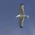 A passing seagull, Liberty Island, A Helicopter Trip and Madison Square Basketball, New York, US - 27th March 2007