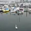 A lone swan floats about, A Trip to The Barbican, Plymouth, Devon - 6th April 2007