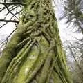 Ivy almost completely envelopes a tree, A Walk up Sheepstor and Visiting Sis and Matt, Dartmoor and Chagford, Devon - 9th April 2007