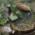 Ivy and a pine cone look almost like a still life, A Walk up Sheepstor and Visiting Sis and Matt, Dartmoor and Chagford, Devon - 9th April 2007