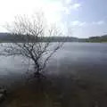 A drowned tree in Fernworthy Resevoir, A Walk up Sheepstor and Visiting Sis and Matt, Dartmoor and Chagford, Devon - 9th April 2007