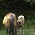 A Forest foal gets a drink, Phil's 40th and a New Forest Weekender, Hordle and Barton-on-Sea, Hampshire - 13th July 2007