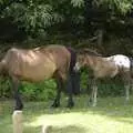 Mother and foal, Phil's 40th and a New Forest Weekender, Hordle and Barton-on-Sea, Hampshire - 13th July 2007