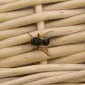 A bee stops for a rest on the picnic basket, A Picnic on The Ling, Wortham, Suffolk - 26th August 2007