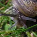 A snail has its peepers out, Stourbridge Fair at the Leper Chapel, Cambridge - 8th September 2007