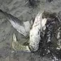 On Kilkee beach: a dead and decaying sea-bird, 30th Birthday Party in Kilkee, County Clare, Ireland - 22nd September 2007