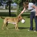 Oscar picks up the ball with his sharp teeth, Blackrock and Dublin, Ireland - 24th September 2007