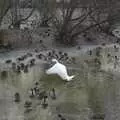 A swan thrashes its wings, Gamla Uppsala, Uppsala County, Sweden - 16th December 2007