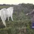 Isobel tries to get friendly with a Dartmoor pony, Matt's Allotment and Meldon Hill, Chagford, Devon - 26th December 2007