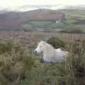 A Dartmoor pony takes a break, Matt's Allotment and Meldon Hill, Chagford, Devon - 26th December 2007