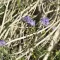 Purple flowers, The End of the World: Julian to the Salton Sea and Back, California, US - 1st March 2008