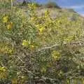 A bit of gorse, The End of the World: Julian to the Salton Sea and Back, California, US - 1st March 2008
