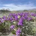 More flowers, The End of the World: Julian to the Salton Sea and Back, California, US - 1st March 2008