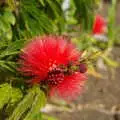 A fuzzy flower and what look like raspberries, San Diego and Hollywood, California, US - 3rd March 2008