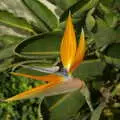 An orange flower, San Diego and Hollywood, California, US - 3rd March 2008