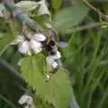 A bumblebee gets nectar from a nettle flower, The BBs at the Carnegie Rooms, and a Mill Road Miscellany, Thetford and Cambridge - 22nd April 2008