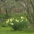 Spring daffodils, The BBs at the Carnegie Rooms, and a Mill Road Miscellany, Thetford and Cambridge - 22nd April 2008