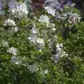 Apple blossom in the garden, Connor Pass, Slea Head and Dingle, County Kerry, Ireland - 4th May 2008