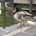 A duck preens its feathers on The Mere in Diss, Cambridge and Hoxne Beer Festivals, and Mill Road Dereliction - 26th May 2008