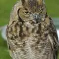 A tufted owl taken on a 23-year-old Vivitar lens, A New Bedroom, and The Cambridge County Show, Parker's Piece, Cambridge and Brome - 14th June 2008