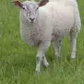 A sheep, Driving a Racing Car, Three Sisters Racetrack, Wigan, Lancashire - 24th June 2008