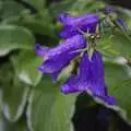 A purpley-blue flower, Qualcomm at Alton Towers, Staffordshire - 29th June 2008