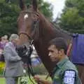 A perky-eared thoroughbread is paraded , A Day At The Races, Newmarket, Suffolk - 23rd August 2008